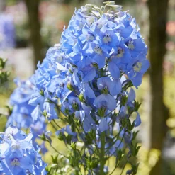 Delphinium géant Summer Skies - Un bleu ciel qui monte haut