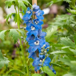 Delphinium géant Summer Skies - Un bleu ciel qui monte haut