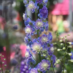 Delphinium Highlander® Bolero - Des fleurs doubles hautes en été