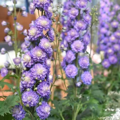 Delphinium Highlander® Bolero - Des fleurs doubles hautes en été