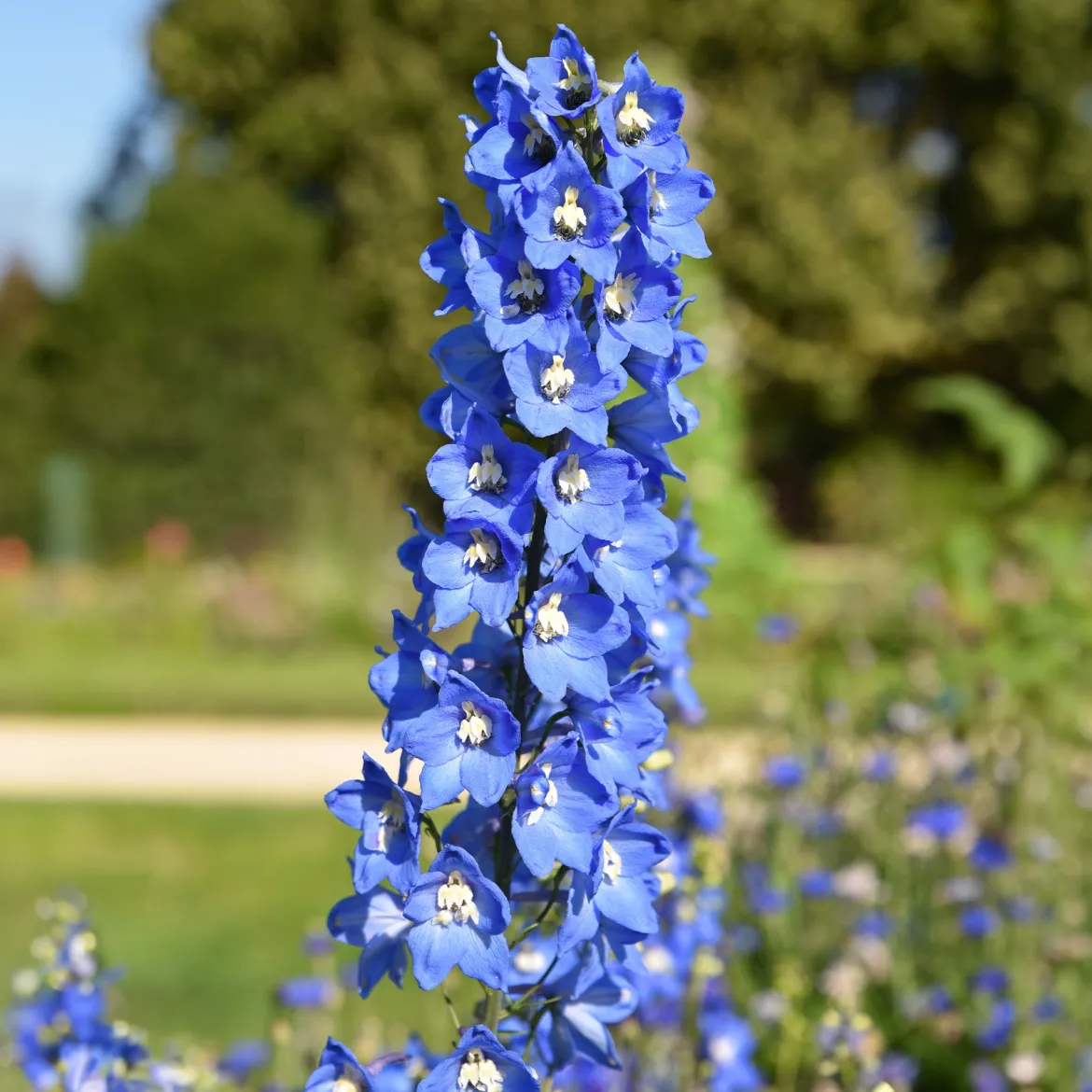 5 Delphiniums Ciel Bleu - Un mur de fleurs bleues