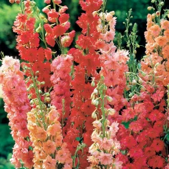 3 Delphiniums rouges en mélange - Des colonnes rouges au jardin