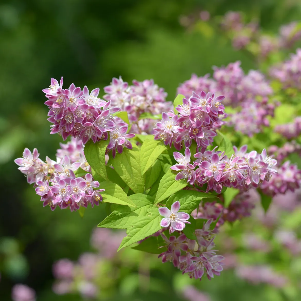 Deutzia Champ de fraise - Une explosion rose en juin