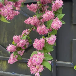 Deutzia Champ de fraise - Une explosion rose en juin