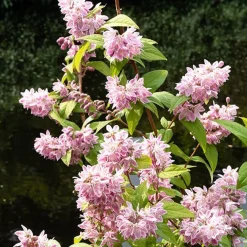 Deutzia Champ de fraise - Une explosion rose en juin