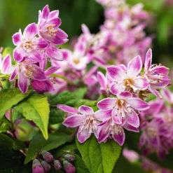Deutzia Champ de fraise - Une explosion rose en juin