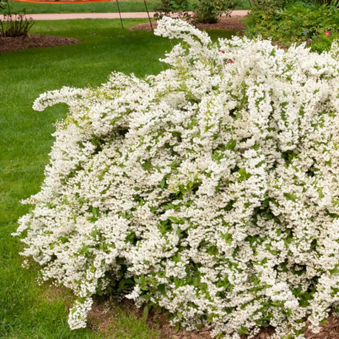 Deutzia gracilis - Une nuée de fleurs blanches