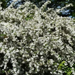 Deutzia nain Nikko - Un tapis de fleurs blanches