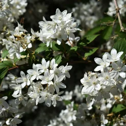 Deutzia nain Nikko - Un tapis de fleurs blanches