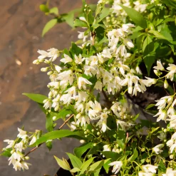 Deutzia nain Nikko - Un tapis de fleurs blanches