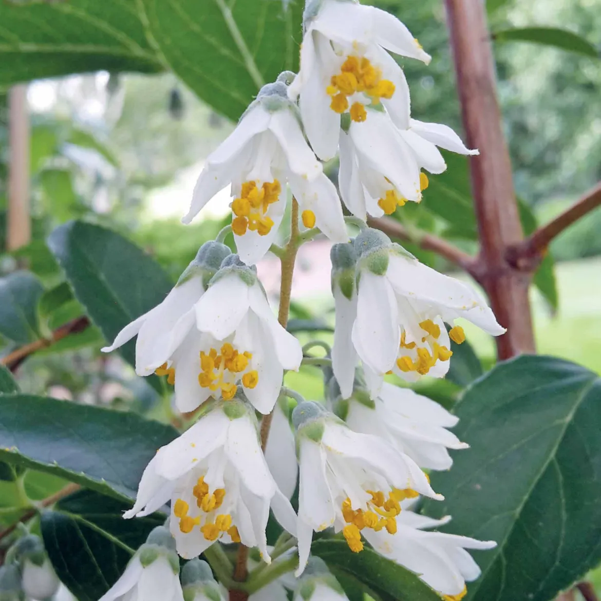 Deutzia pulchra - Cascade de fleurs blanches
