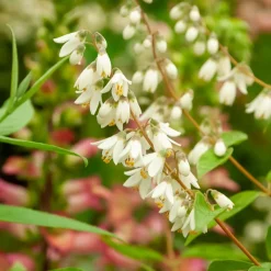 Deutzia pulchra - Cascade de fleurs blanches