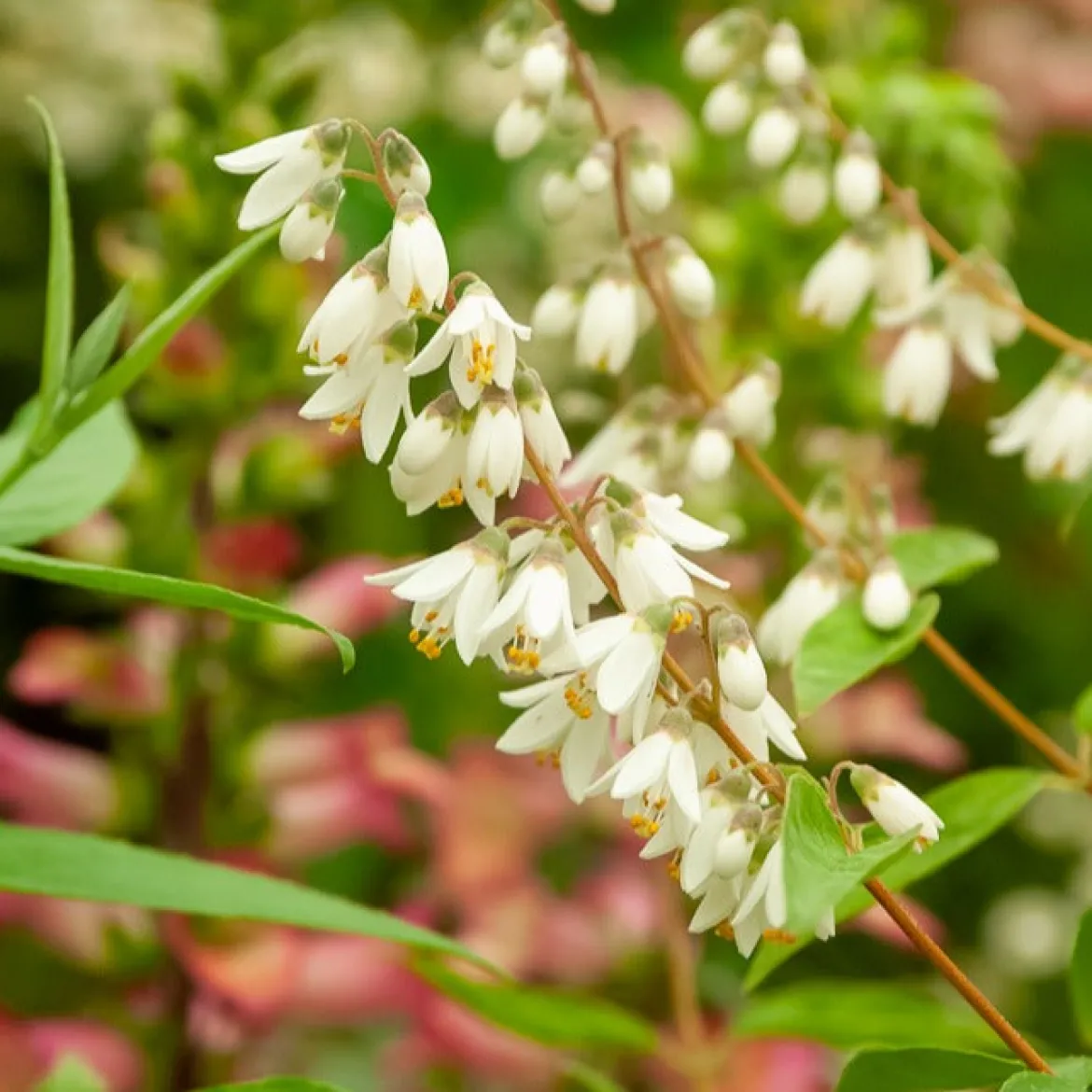 Deutzia pulchra - Cascade de fleurs blanches