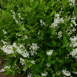 Deutzia pulchra - Cascade de fleurs blanches