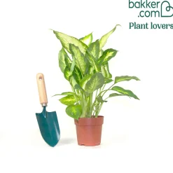 Dieffenbachia 'Camilla' - Feuillage clair et déco