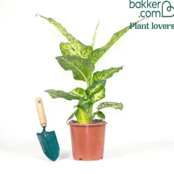 Dieffenbachia Reflector - Feuillage graphique déco