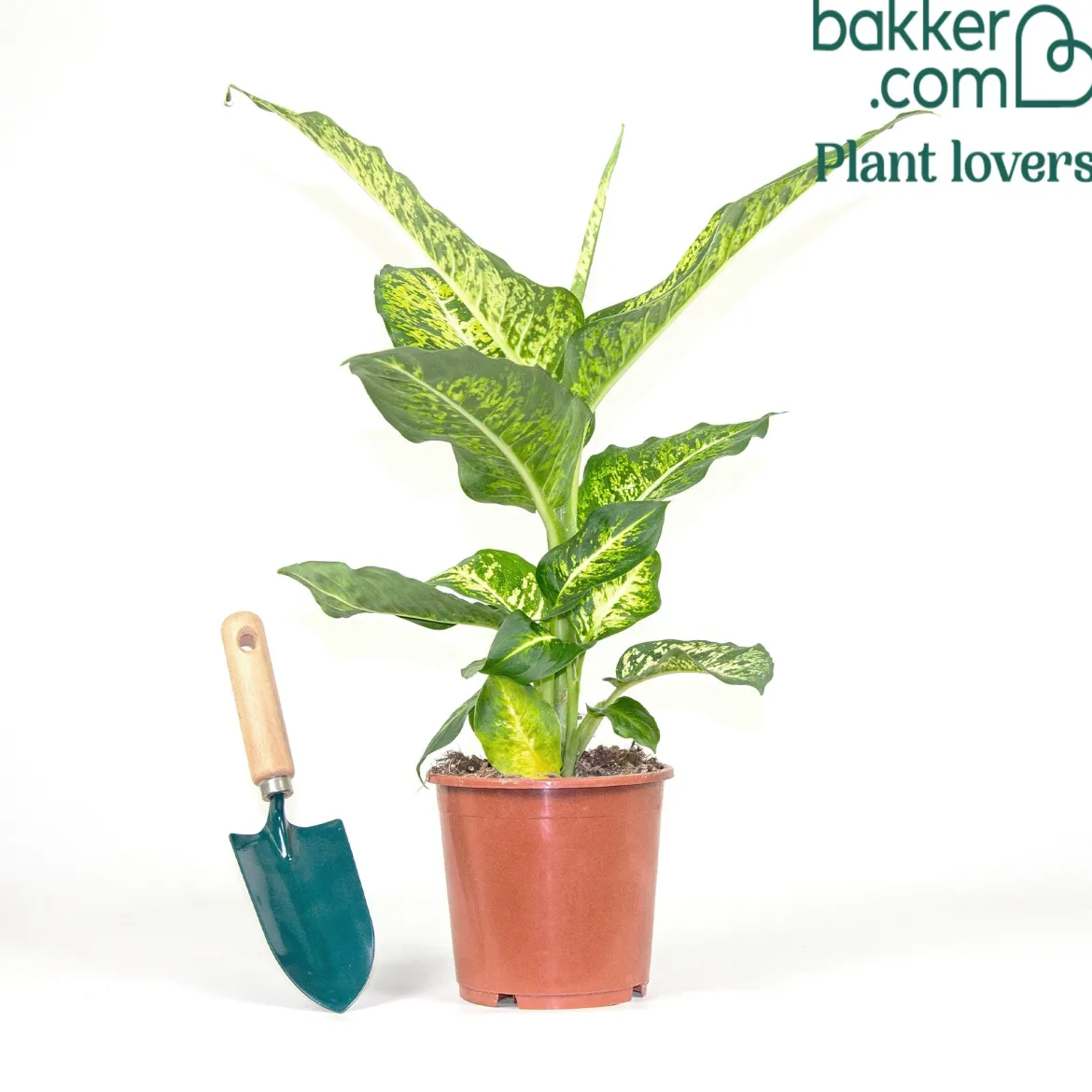 Dieffenbachia Reflector - Feuillage graphique déco