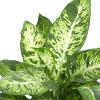 Dieffenbachia 'Sublime' - Feuillage clair, effet garanti