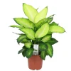 Dieffenbachia 'Summer Style' - Feuillage géant effet tropical
