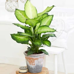 Dieffenbachia 'Summer Style' - Feuillage géant effet tropical