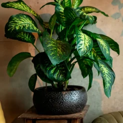 Dieffenbachia 'Tropic Snow' - L'effet jungle chez vous