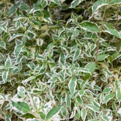Diervilla sessilifolia Variegata - Un feuillage panaché sans effort