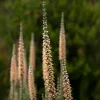 Digitale ferreuse Gigantea - Un pilier floral au jardin