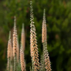Digitale ferreuse Gigantea - Un pilier floral au jardin