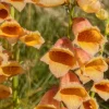 Digitale Godlcrest - Fleurs orange tout l'été