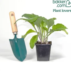 Digitale Pams Choice - La verticale qui claque au jardin