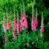 Digitale pourpre - Des cloches fuchsia spectaculaires