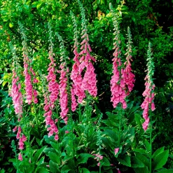 Digitale pourpre - Des cloches fuchsia spectaculaires