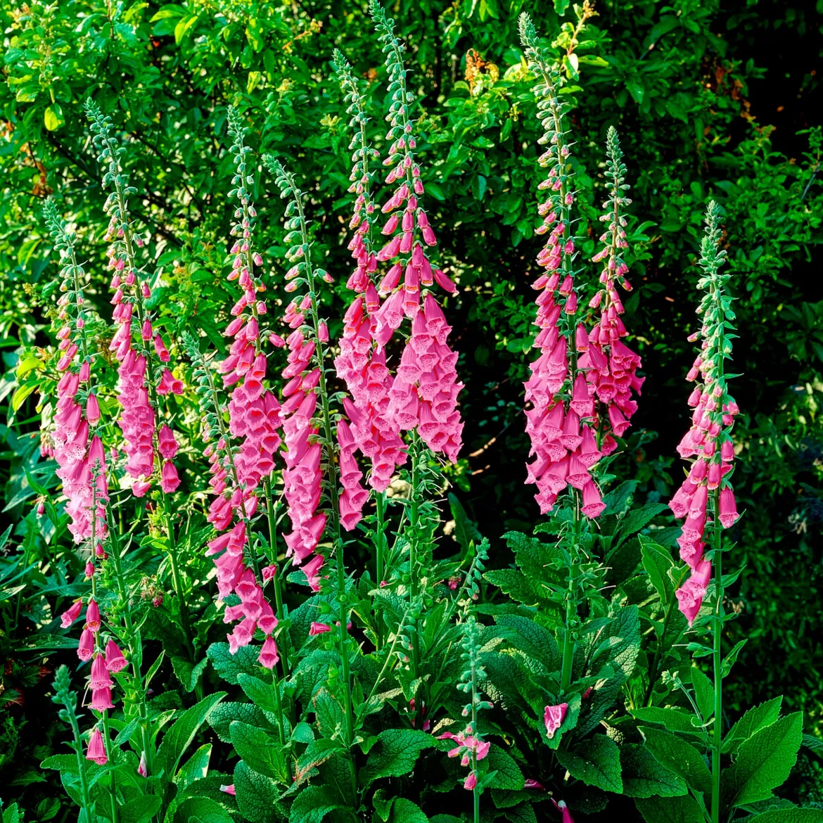 Digitale pourpre - Des cloches fuchsia spectaculaires