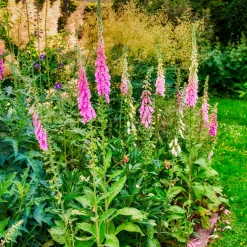 Digitale pourpre - Des cloches fuchsia spectaculaires