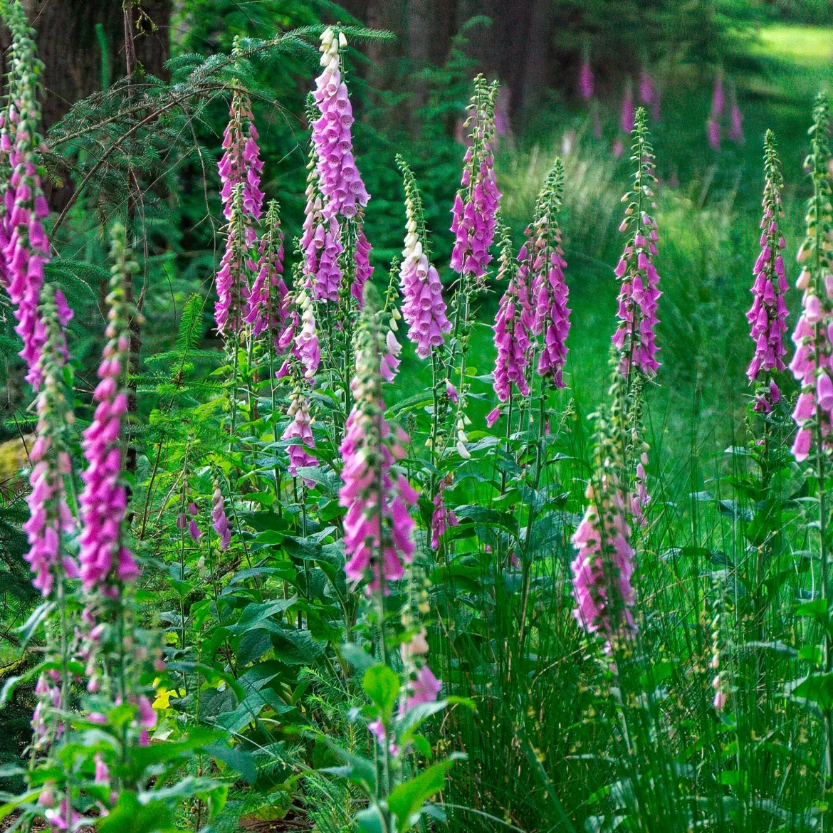 Digitale pourpre - Des cloches fuchsia spectaculaires