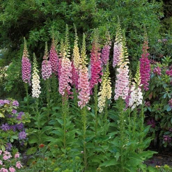 3 Digitales en mélange - Des colonnes de fleurs XXL