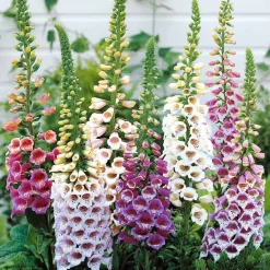 3 Digitales en mélange - Des colonnes de fleurs XXL