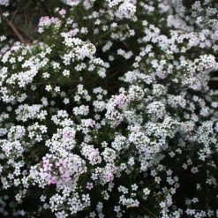 Diosma - Plante du pêcheur - Froissez, ça sent bon