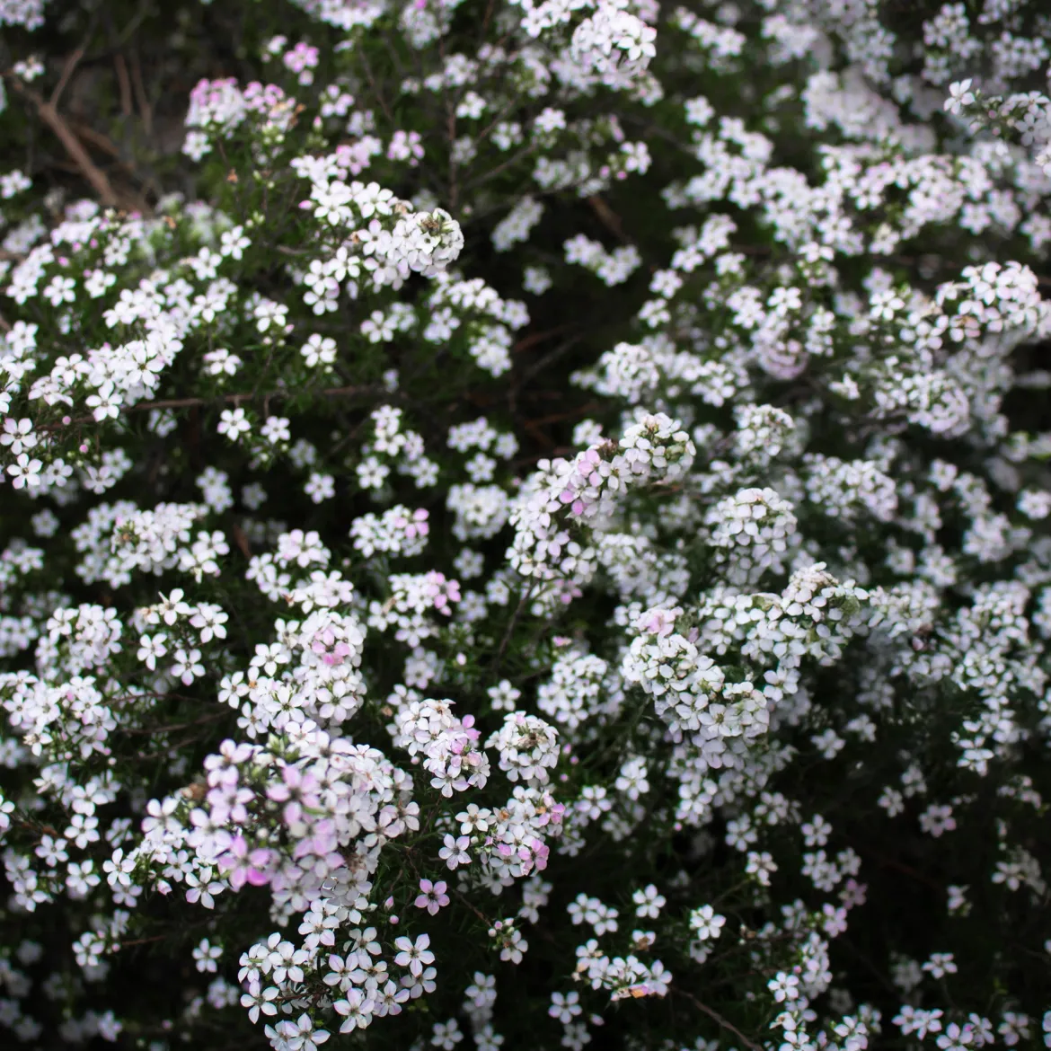 Diosma - Plante du pêcheur - Froissez, ça sent bon