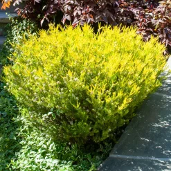 Diosma Sunset Gold - Plante du pêcheur - Feuillage doré toute l'année