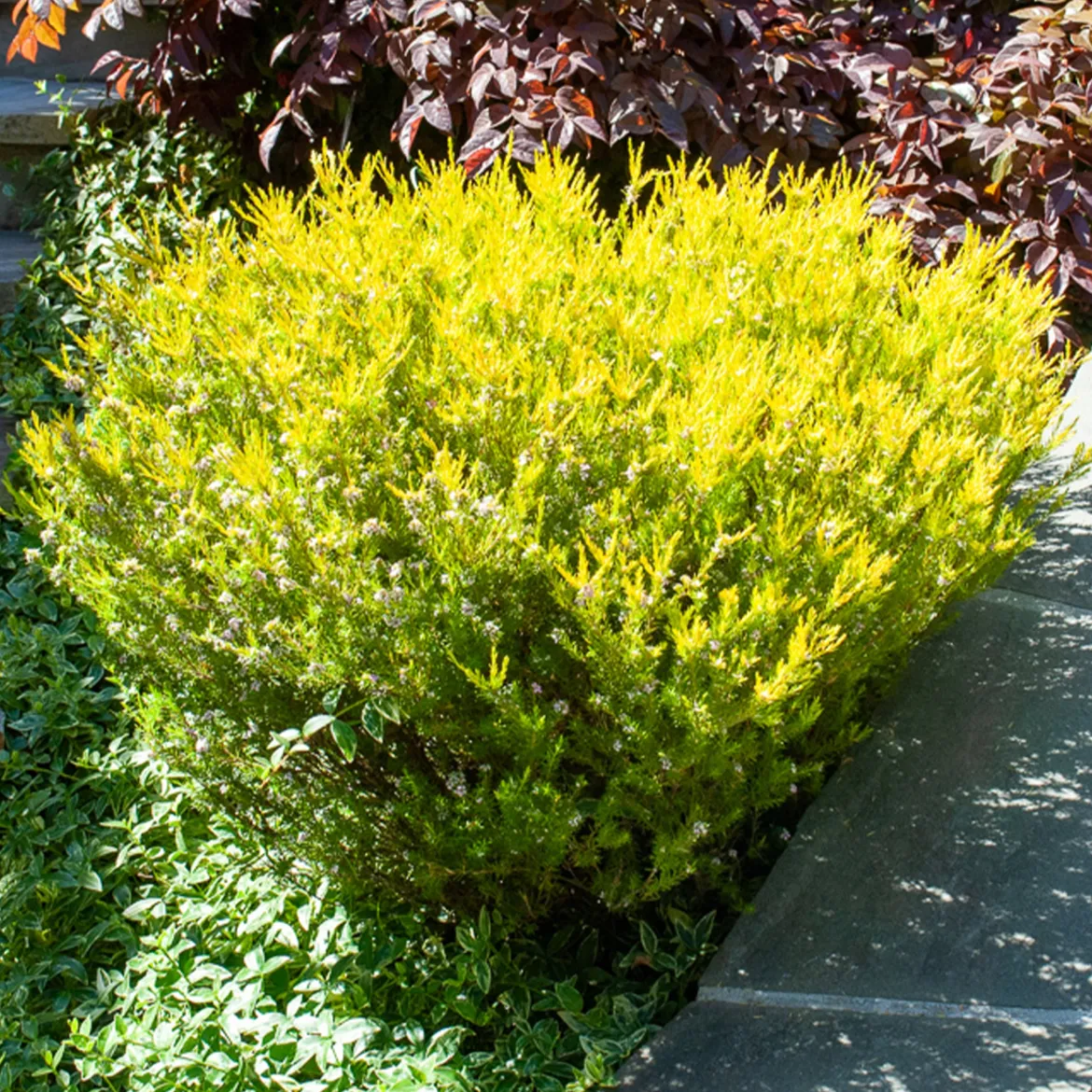 Diosma Sunset Gold - Plante du pêcheur - Feuillage doré toute l'année
