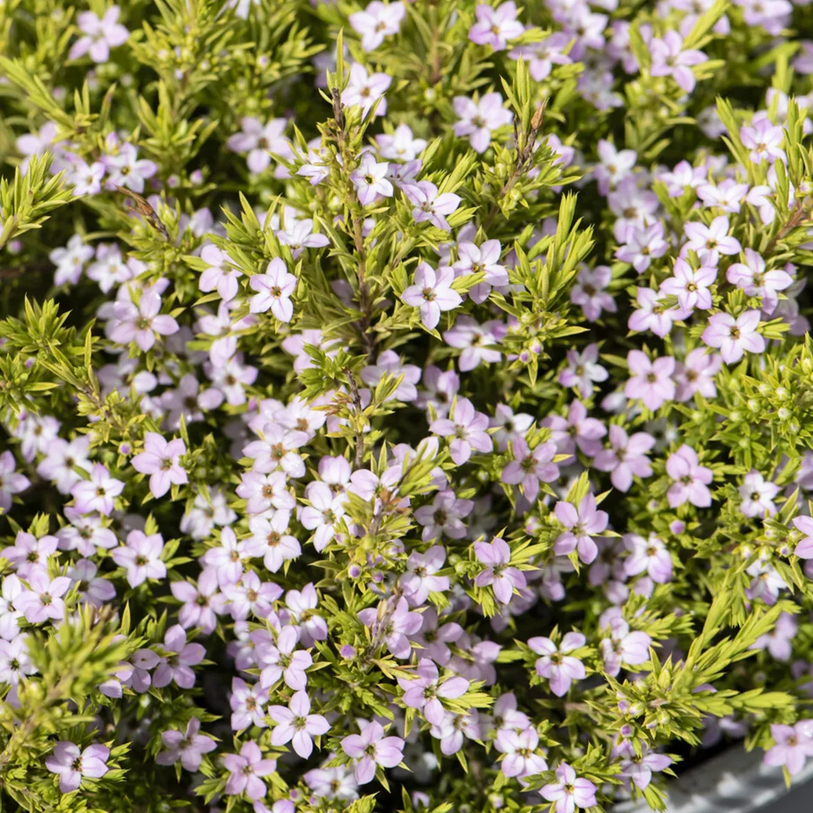 Diosma Sunset Gold - Plante du pêcheur - Feuillage doré toute l'année