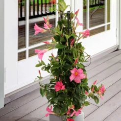 Dipladenia pyramide rose - Une pyramide de fleurs roses