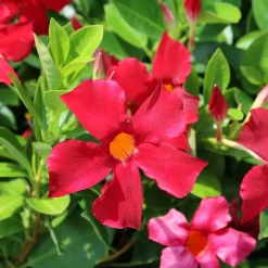Dipladenia pyramide rouge - Une pyramide de fleurs rouges