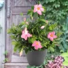 Dipladénia rose - Fleurit tout l'été sans effort