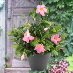 Dipladénia rose - Fleurit tout l'été sans effort