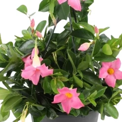 Dipladénia rose - Fleurit tout l'été sans effort