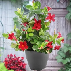 Dipladénia rouge - Un balcon fleuri tout l'été
