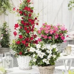 Dipladénia rouge - Un balcon fleuri tout l'été