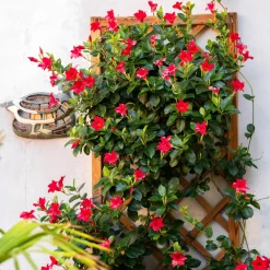 Dipladénia rouge - Un balcon fleuri tout l'été